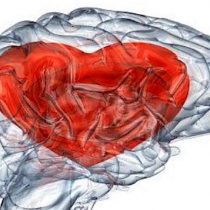 La ciencia lo confirma: el amor no nace en el corazón sino en el cerebro