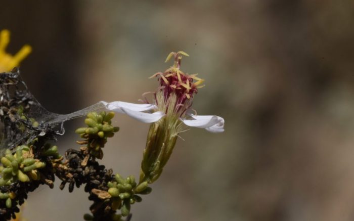 Descubren en Antofagasta una especie de planta nueva en el mundo Descubren en Antofagasta una especie de planta nueva en el mundo