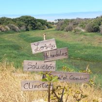 Humedales costeros: ecosistemas de carbono azul