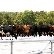 Estrés calórico en ganado lechero: la importancia del manejo de prevención