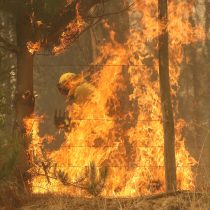 Incendios forestales: Senapred ordena evacuación en sectores de Coronel