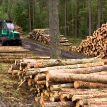 Gobierno ratifica postura a favor de mejor regulación en la industria forestal tras incendios, pese al malestar de la Sofofa