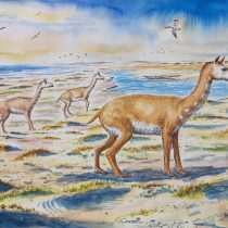 Identifican enigmática nueva especie de mamífero similar a los guanacos que vivió hace 7 millones de años en Chile