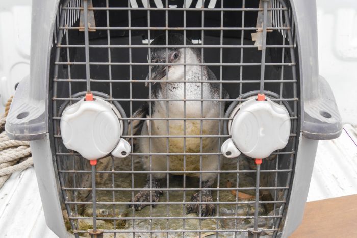 Sernapesca confirma nuevo caso de gripe aviar en pingüino encontrado en Coquimbo Sernapesca confirma nuevo caso de gripe aviar en pingüino encontrado en Coquimbo