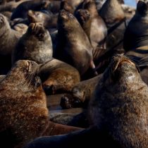 Sernapesca reporta muerte de 112 lobos marinos por gripe aviar en Antofagasta