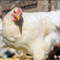 Confirman primer caso de gripe aviar en aves de planta industrial en Rancagua