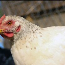 Gobierno establece mesa técnica interministerial tras detección de primer caso de gripe aviar en ave de corral en Rancagua