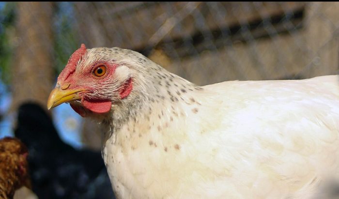 Gobierno establece mesa técnica interministerial tras detección de primer caso de gripe aviar en ave de corral en Rancagua