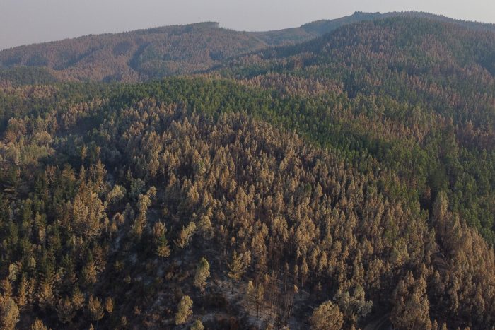 Investigación internacional: casi 50 auditoras ambientales certificaron como sostenibles a empresas forestales que cometieron infracciones