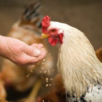 Gripe aviar: Recomendaciones para controlar la infección del virus