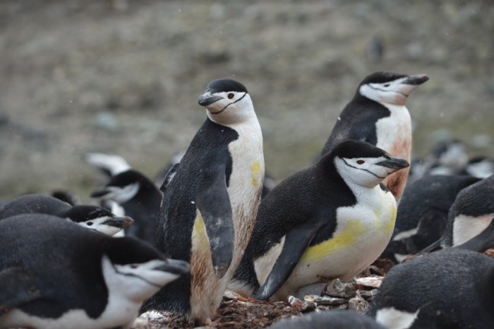 En un 30% se han reducido las poblaciones de tres generaciones de pingüino barbijo en la península Antártica