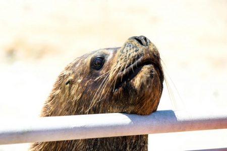 Influenza aviar: hay más de un 482% de varamiento de animales marinos en relación a 2022