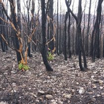 Expertos analizan cómo recuperar los suelos y ecosistemas afectados por los incendios de este verano